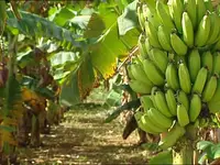 Banane Plantain