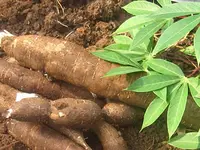 Manioc