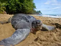 Tortues marines